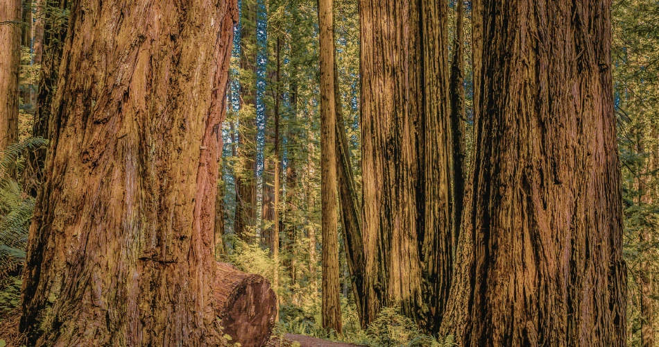 Best Hiking Trails and Nature Spots in Sacramento, United States